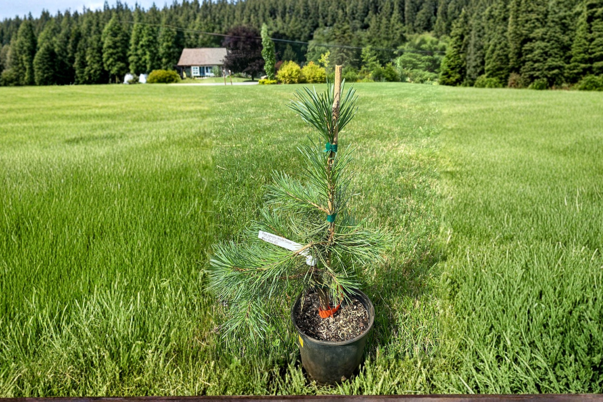 Oregon Green Austrian Pine Live Plant 12 Inch in 1 Gallon Pot - Pinus nigra Evergreen Compact Upright Conifer for Garden
