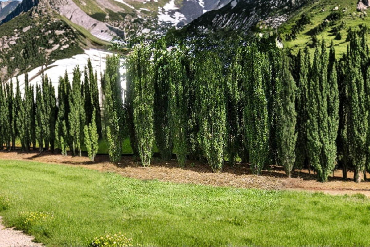 Sky Pencil Japanese Holly Shrub 3 Gal Ilex crenata Columnar Evergreen Plant for Hedges Borders Landscaping Privacy