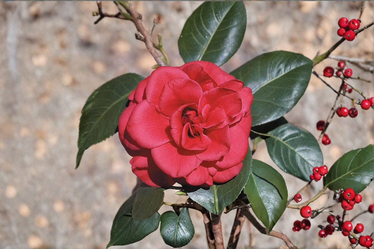 Japanese Camellia Plant 3 Gallon Red Flowering Evergreen Shrub Camellia japonica ‘Tom Knudsen’ for Shade Gardens