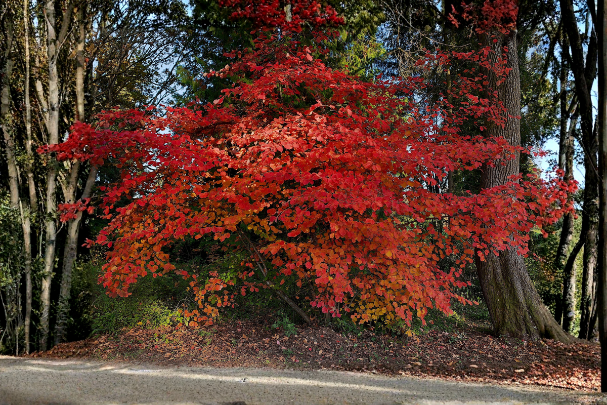 2-Pack Burning Bush 'Compacta' Live Plants 4-Inch Pots (Euonymus alatus 'Compacta') - Compact Deciduous Shrub for Landscape