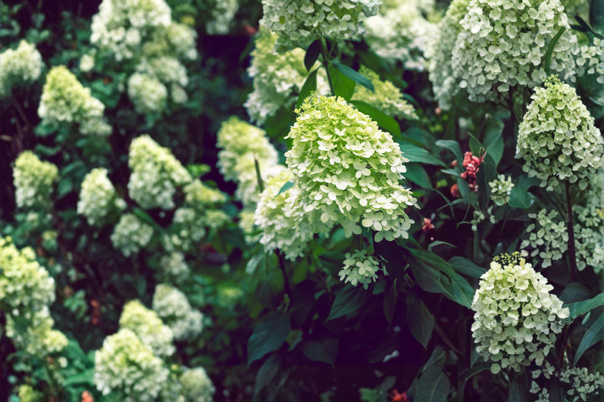 Limelight Panicle Hydrangea Live Plants 2 Rooted Starters in 1/2 Gallon Pots - Hydrangea paniculata 'Limelight' Green White Flowering Shrub