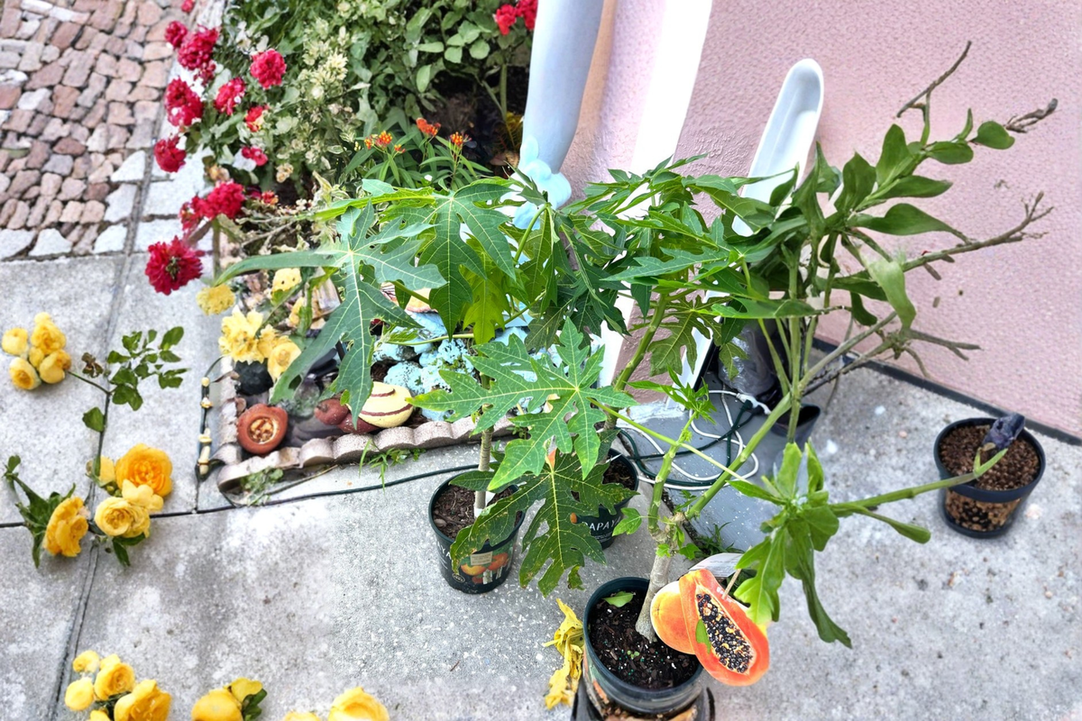 Dwarf Papaya Plant 2ft Red Lady Carica papaya Tropical Fruit for Small Gardens, Container Growing, No Ship to California