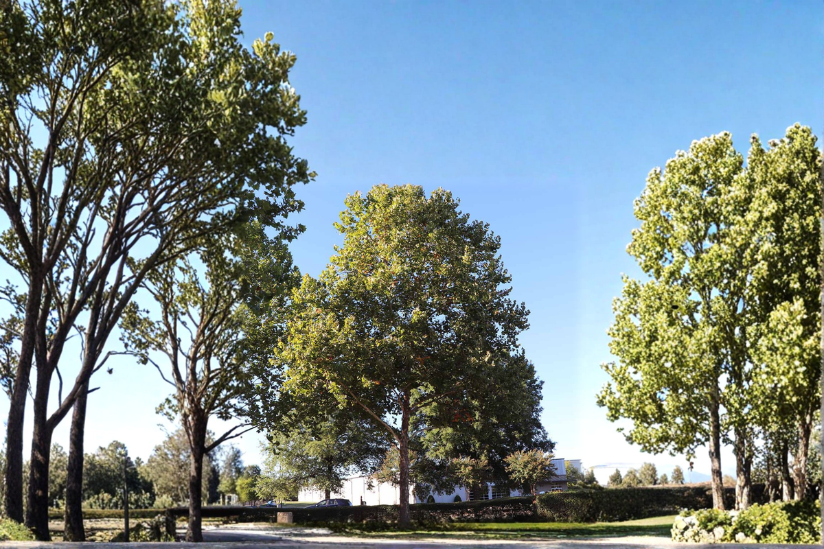Sycamore Tree Live Plant - 4-6 Ft Deciduous Shade Tree for Garden Landscape - Platanus occidentalis