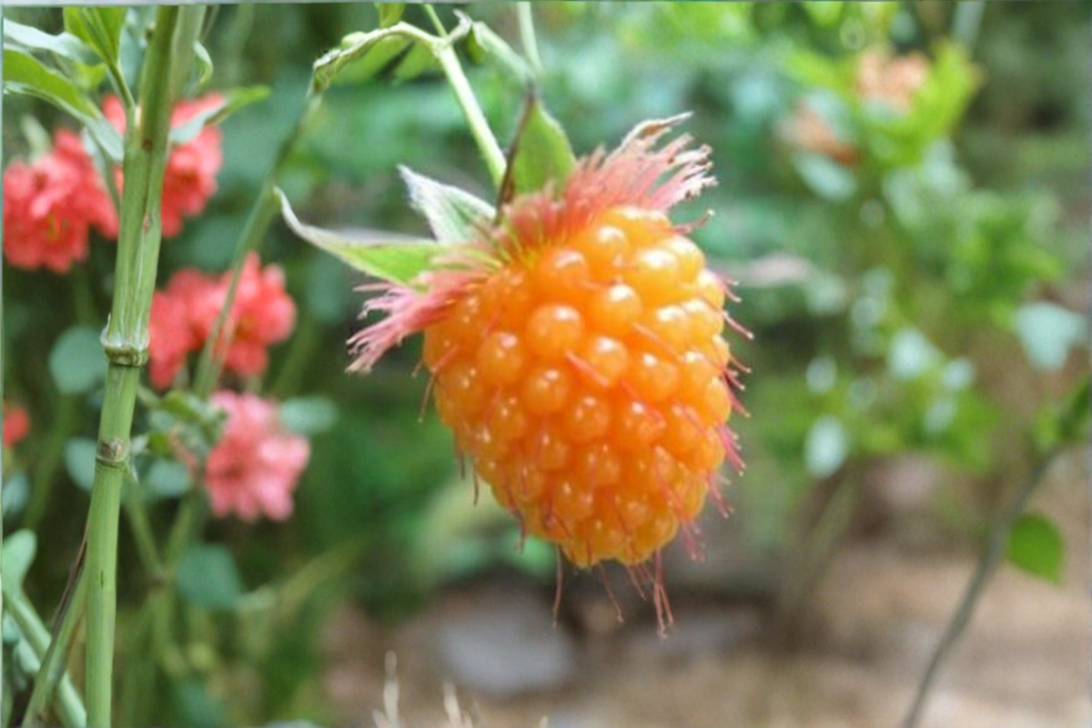 Anne Yellow Raspberry Seeds - 100 Rare Edible Berry Seeds, Rubus idaeus, Perfect for Outdoor Gardens and Container Planting