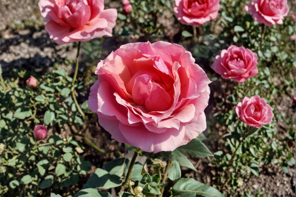 Live Rose Bush 2 Gallon Princesse de Monaco - Pink Grandiflora Rose, Flowering Shrub for Full Sun Gardens, Rosa ‘Princesse de Monaco’