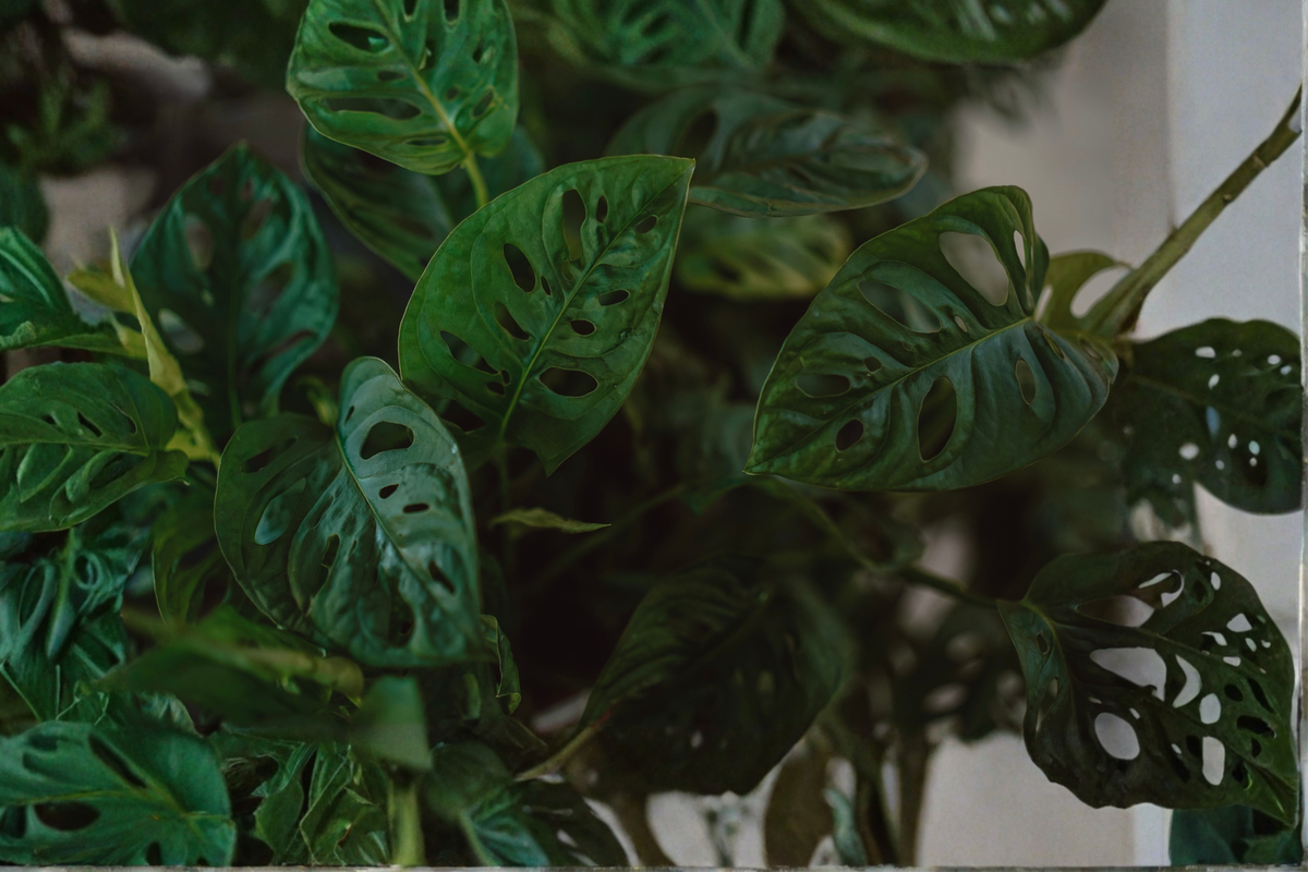 Monstera Adansonii Live Plant in 4 Inch Pot, Swiss Cheese Plant, Tropical Houseplant, Monstera adansonii