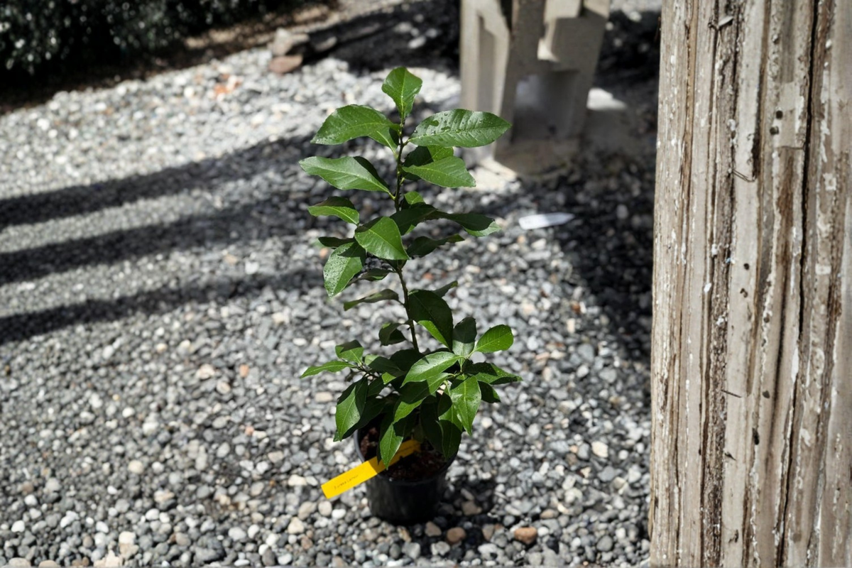 Grafted Key Lime Citrus Tree Live Plant - Edible Fruit, Beginner Friendly, Citrus aurantiifolia, Indoor Outdoor Gardening