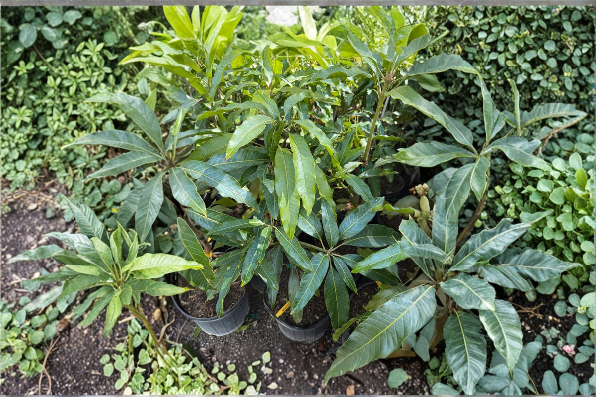 Grafted Mango Tree Live Plant 3ft Golden Mun Kun Si Mangifera indica Sweet Tropical Fruit Tree for Gardens