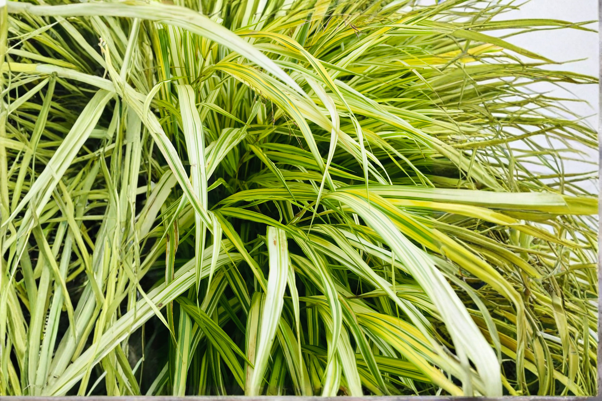 Lime Zest Japanese Forest Grass Starter Plant - 1 Live Plant (Hakonechloa macra 'Lime Zest') - Chartreuse Foliage for Shade