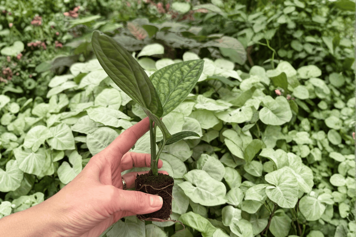 Variegated Monstera Peru Starter Plants - 2 Live Plugs - Monstera sp. ‘Peru’ Variegated Form - Tropical Aroid Foliage