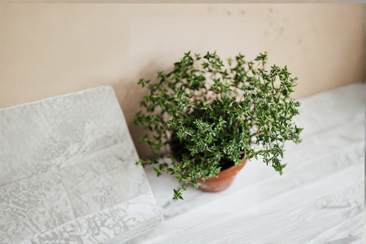 Live French Thyme Starter Plant - Thymus vulgaris - Aromatic Culinary Herb for Garden & Containers - Rooted Perennial Herb