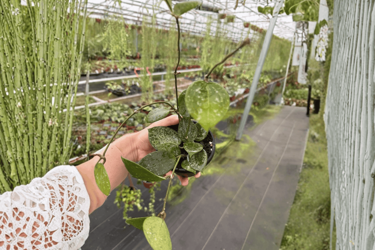 Hoya Parasitica Splash Live Plants - 4-Inch Pots - Hoya verticillata - Tropical Ornamental Vine - Established Roots - 2 Pack