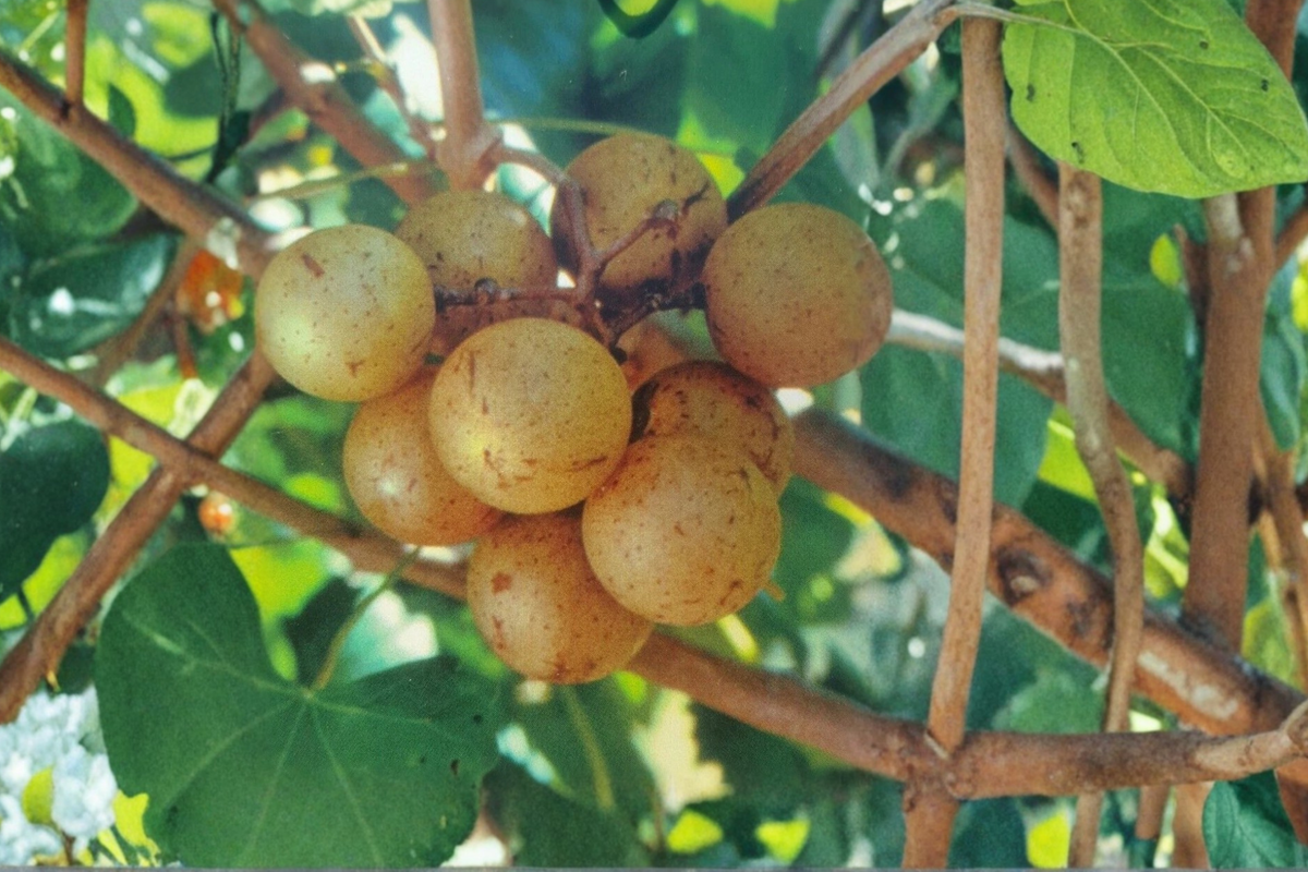 Chowan Muscadine Grape Vine Live Plant 2 Gal Bronze Variety for Garden Vineyard, Sweet Fruit Vine (Vitis rotundifolia)