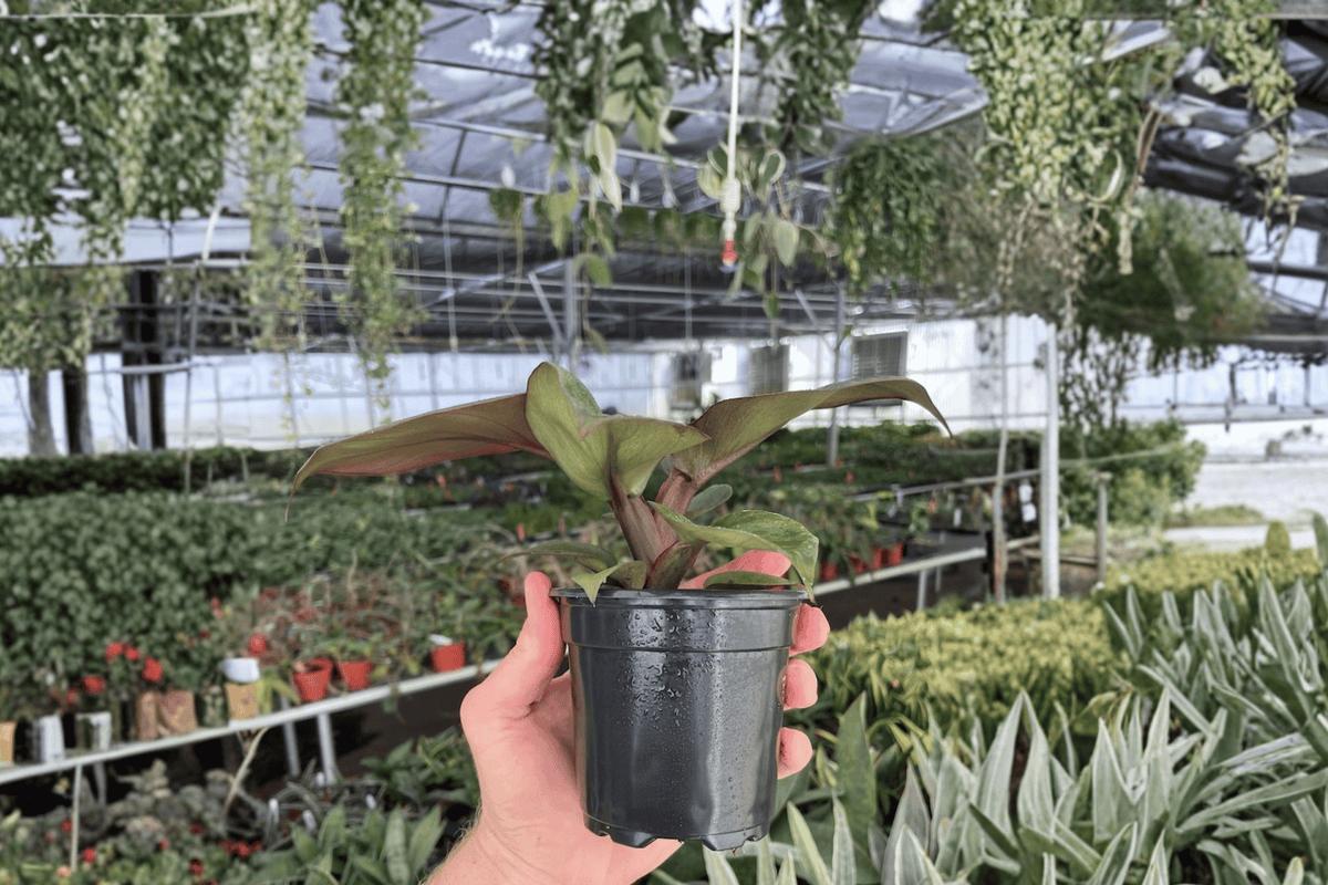 Philodendron Red Heart Live Plants - 4" Bare Root, Tropical Ornamental Aroid - Philodendron 'Red Heart' (Set of 2)