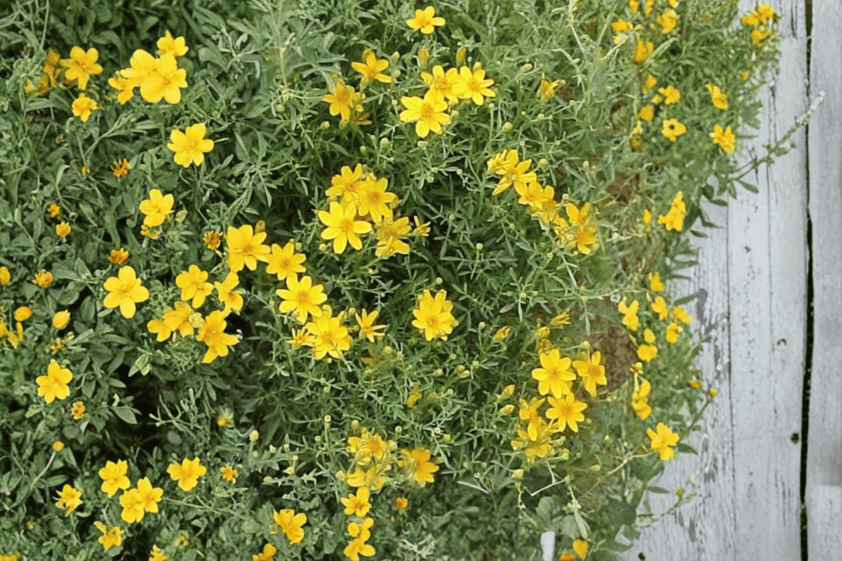 Compacta Copper Canyon Daisy Live Plant - 4-Inch Pot - Tagetes lemmonii ‘Compacta’ - Ornamental Flowering Perennial