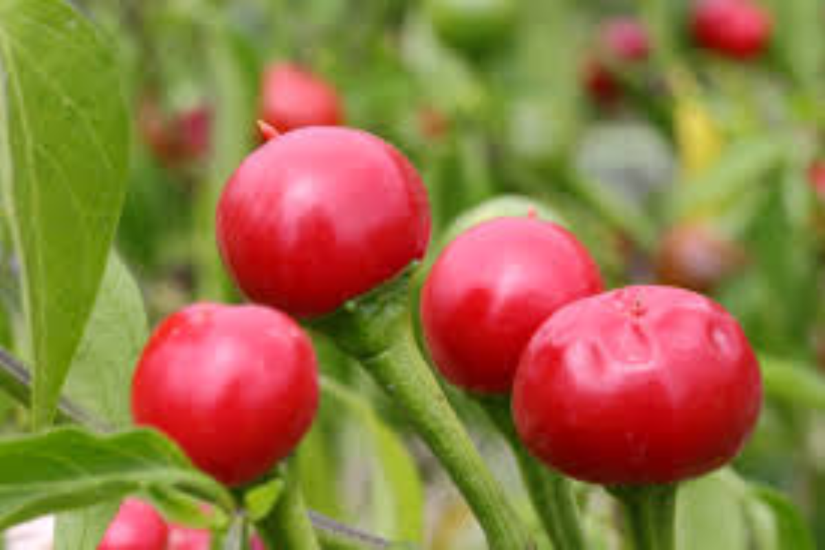 Red Cherry Bomb Hot Chili Plants 3 Pack - Capsicum annuum - Ornamental Edible Peppers for Gardens and Containers