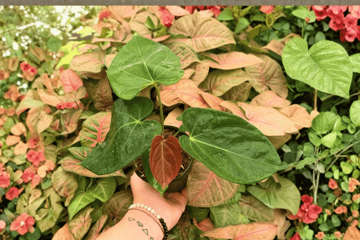 Anthurium Papi x HU (KOS) Live Plants - 4-Inch Pots - Tropical Ornamental Foliage - Anthurium Hybrid