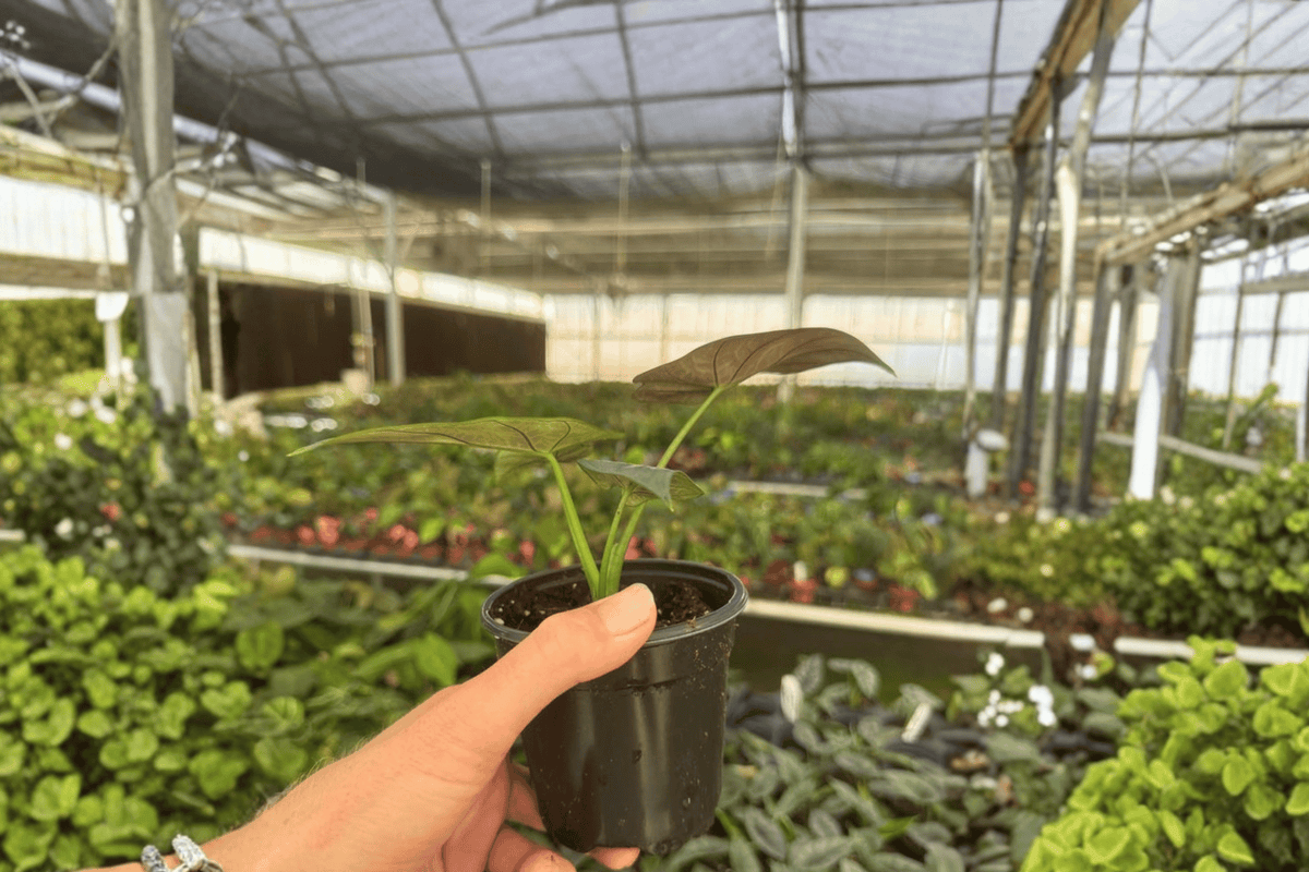 2 Alocasia 'Dragon Wings' Live Plants in 4-Inch Pots - Hybrid Scalprum × Dragon Scale - Unique Tropical Houseplant