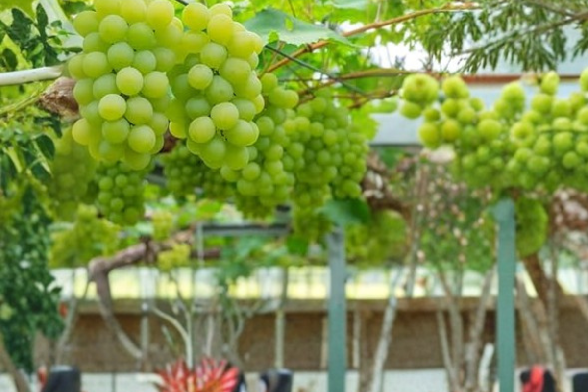 White Muscat Grape Vine Live Plant 4-6 Ft, Climbing Fruit Vine for Garden Trellis, Vitis vinifera