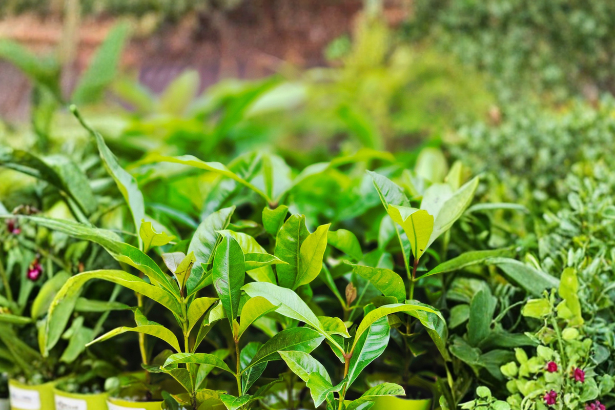 2 Live Yerba Mate Plants 4-6 Inches - Tropical Evergreen - Ilex paraguariensis - Grow Your Own Herbal Tea Plant