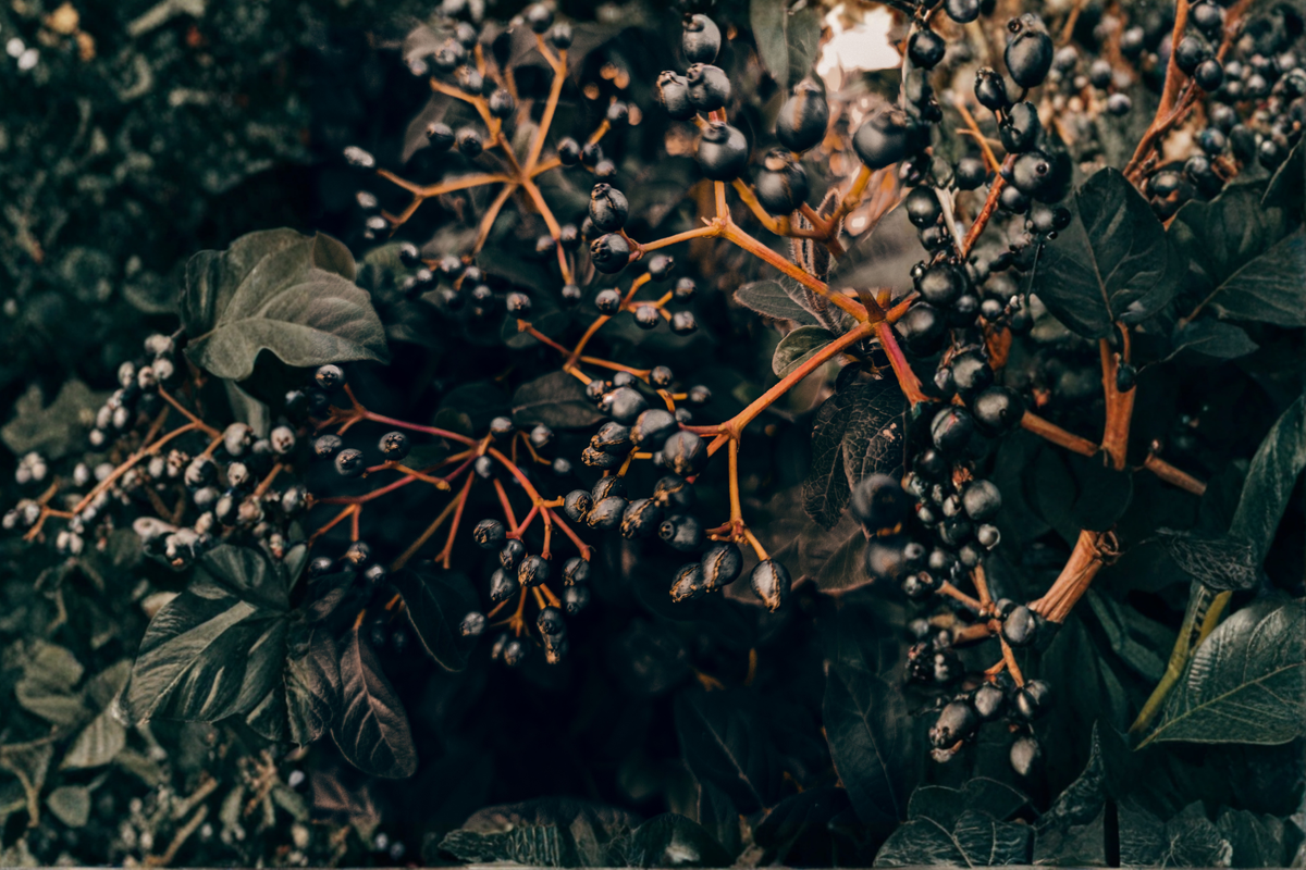 Black Chokeberry Live Rooted Plant - 1 Edible Shrub - Aronia melanocarpa - Hardy Native for Wildlife Gardens and Landscapes