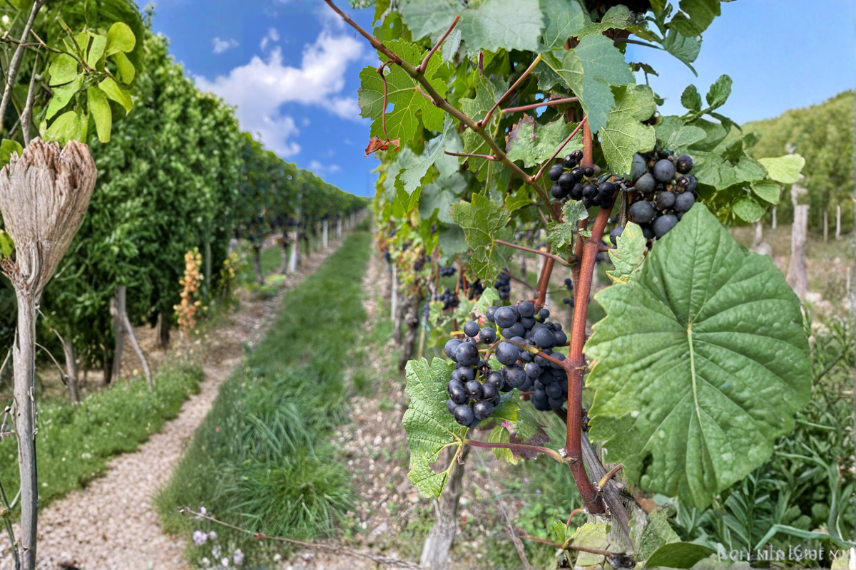 Southern Home Muscadine Grape Starter Plant – 1 Live Plant – Vitis rotundifolia 'Southern Home' – Fruiting Vine for Gardens