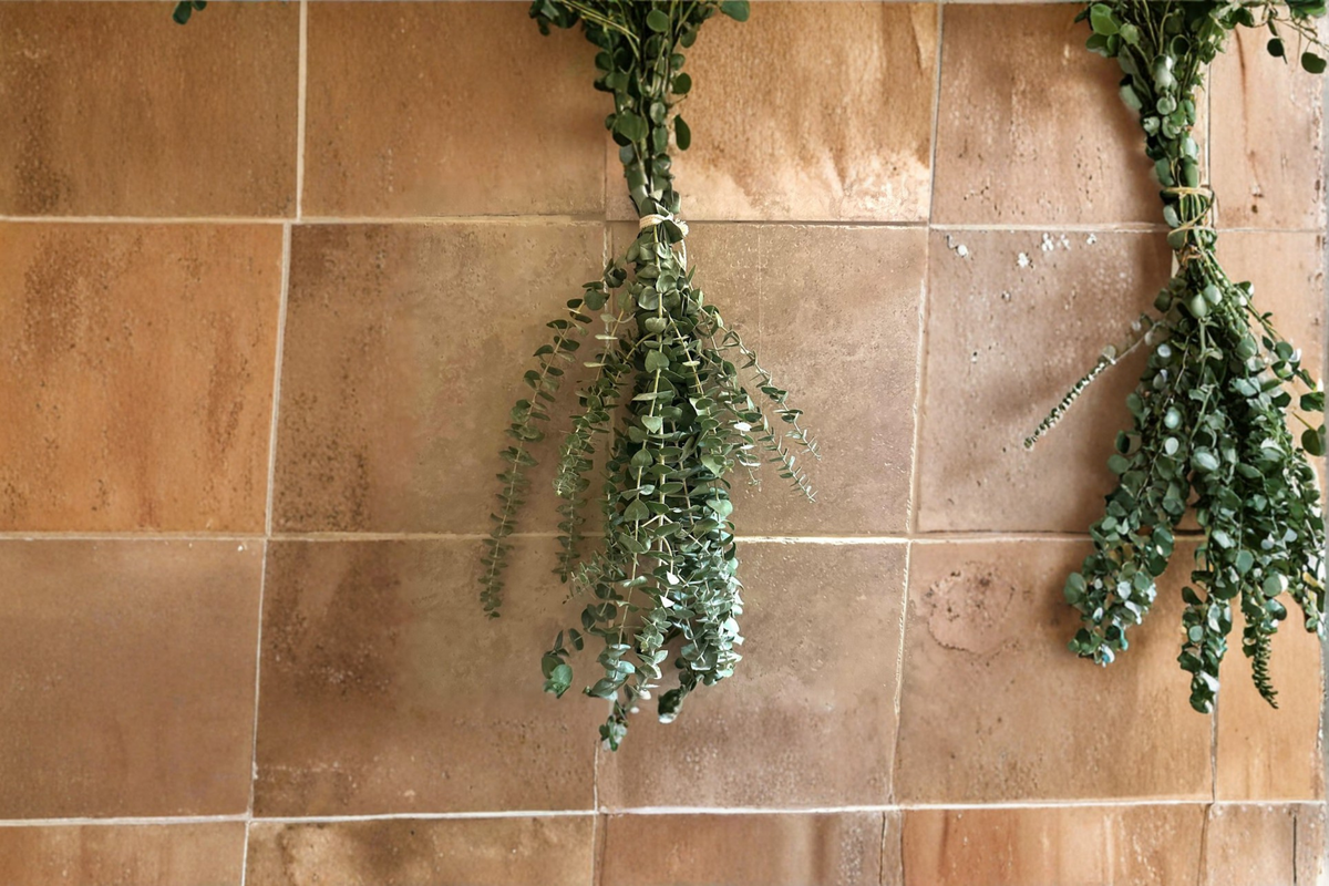 Fresh Eucalyptus Shower Bundle - Aromatic Greenery for Bathroom Décor - Eucalyptus spp. Hanging Plant Gift