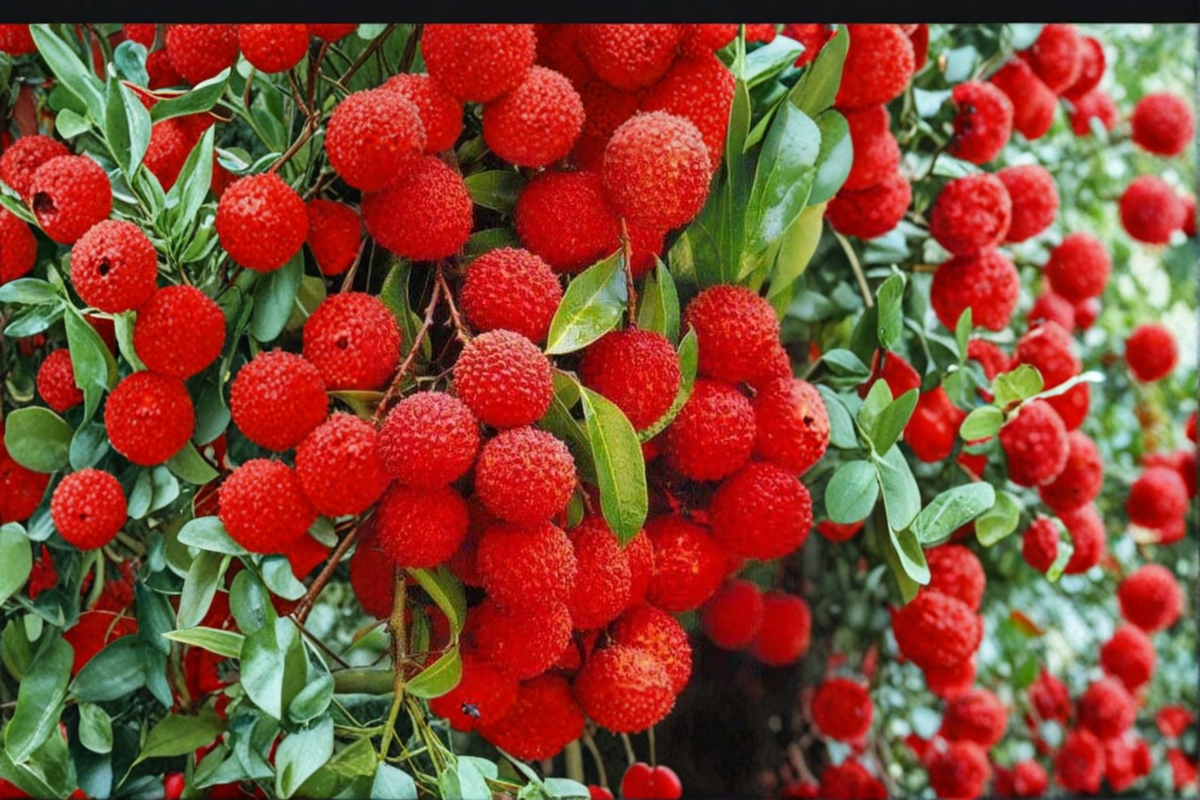 Mauritius Lychee Tree Live Plant 3ft Air Layered Litchi chinensis Tropical Fruit for Backyard Garden - No Shipping to California