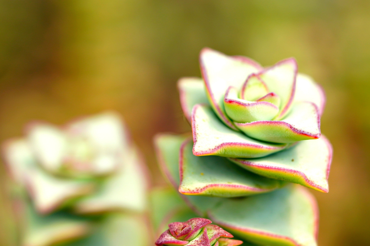 String of Buttons Succulent Plants – 2-Inch Live Rooted – Crassula perforata – Low Maintenance Indoor Decor