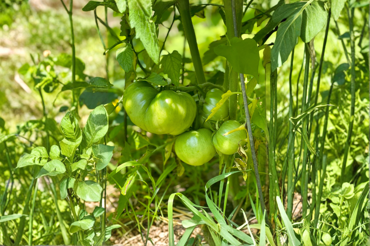 Cherokee Purple Tomato Plants - Lot of 2, Heirloom Variety, Solanum lycopersicum, Garden-Ready Live Vegetable Plants