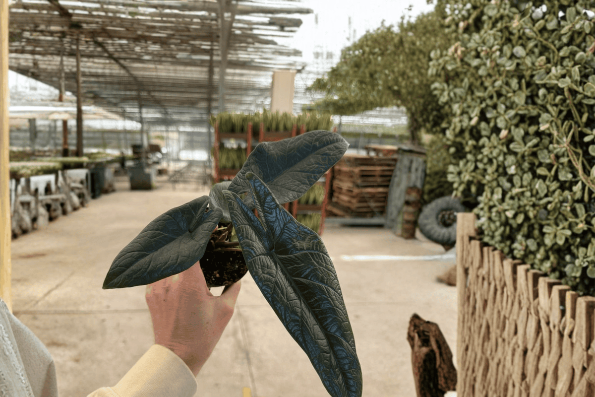 2 Alocasia scalprum Live Plants - 4-Inch Pots - Tropical Aroid Houseplant - Unique Textured Foliage - Alocasia scalprum