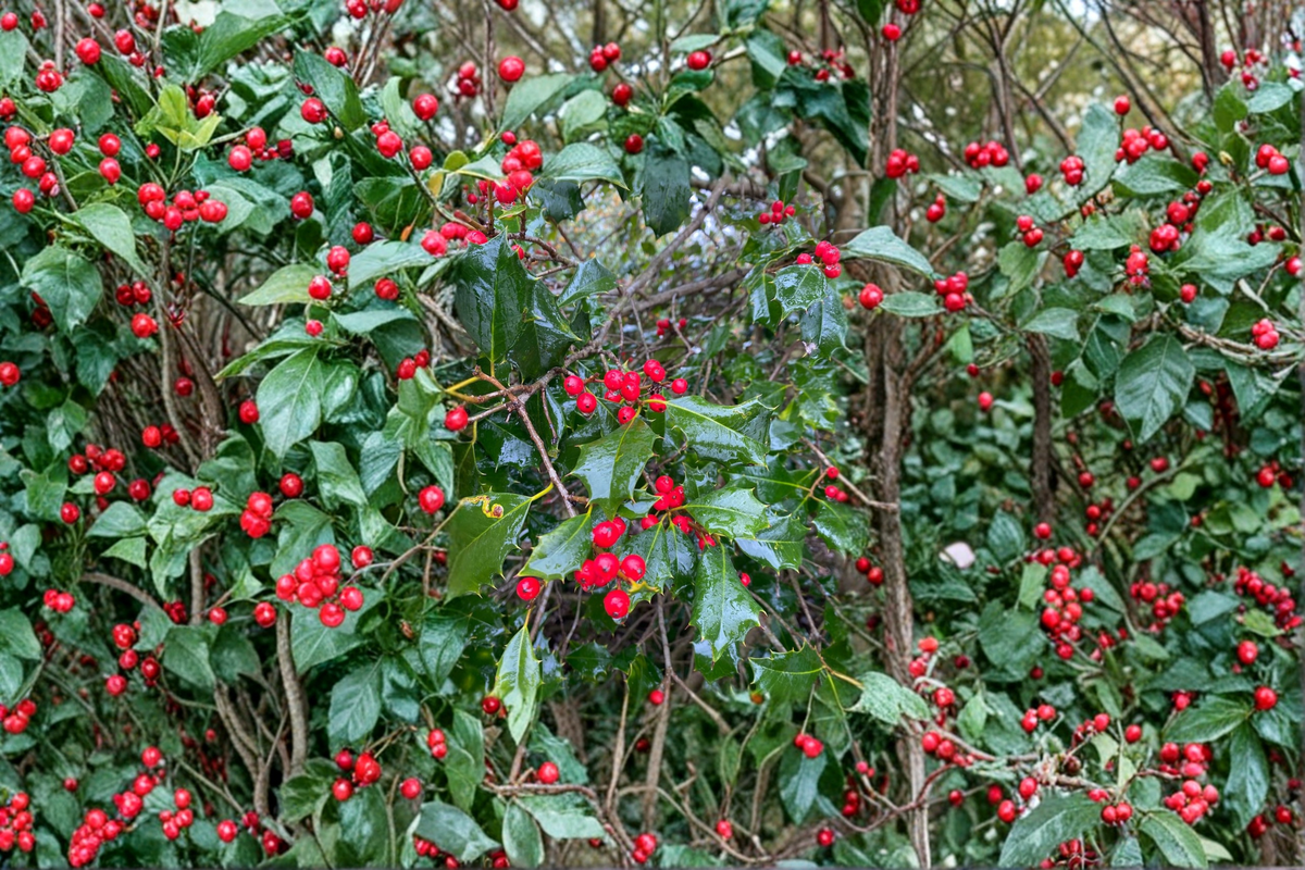 Miss Helen American Holly Live Plant 12 Inch Ilex opaca Female Evergreen with Red Berries for Landscape and Hedges