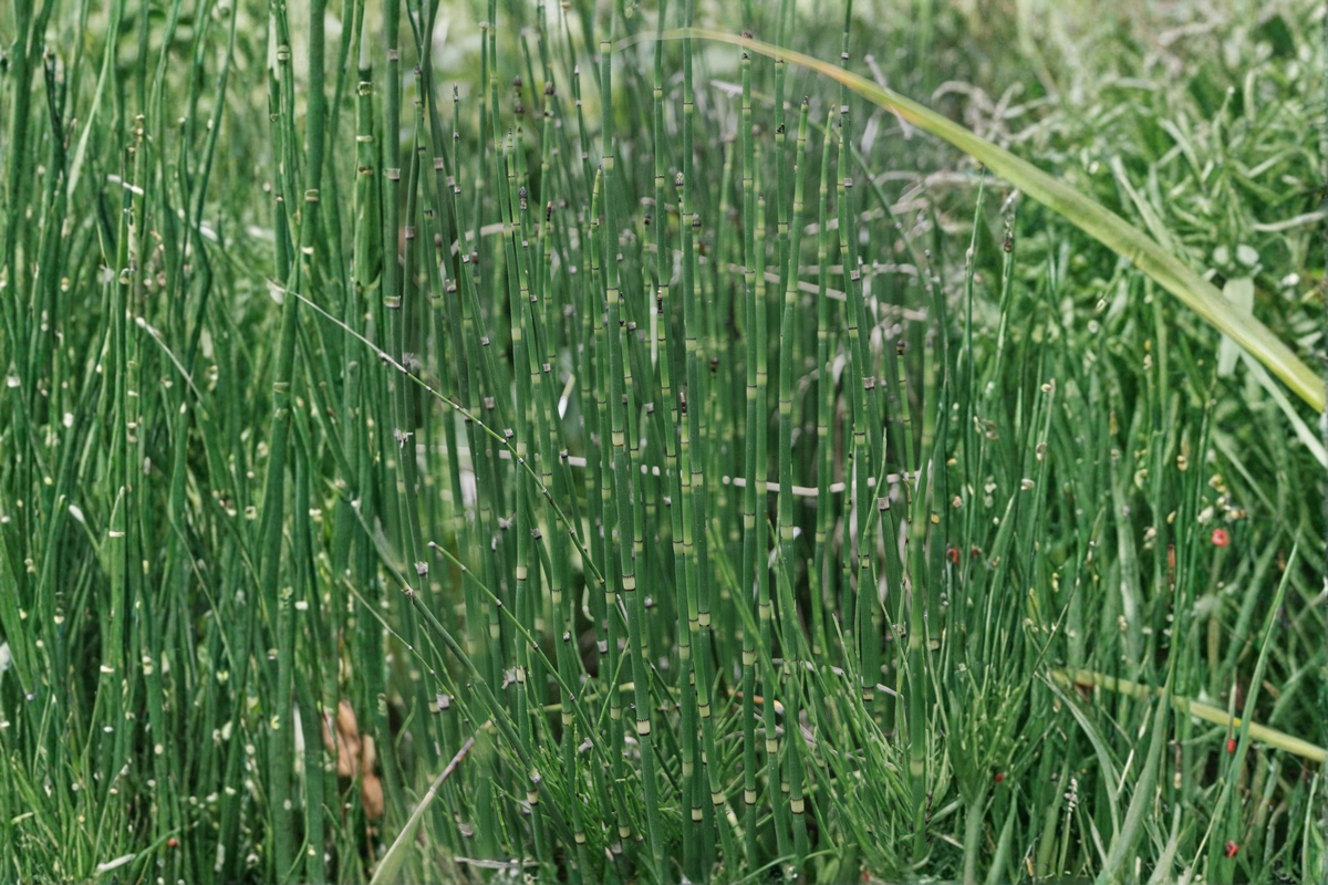 Water Horsetail Live Plant - 4 Root Pieces - Equisetum fluviatile - Aquatic Perennial for Ponds & Aquascapes