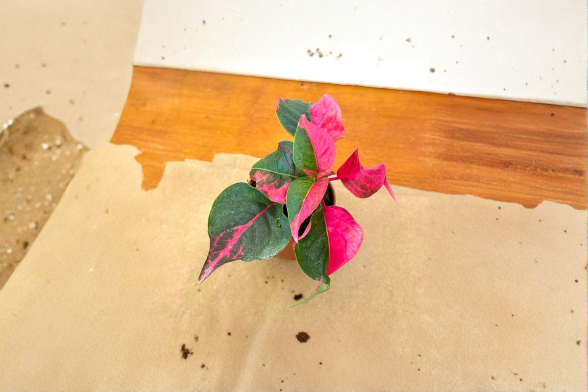Alternanthera Party Time Plant - Pink Foliage Starter Plant - Alternanthera ficoidea - Indoor Outdoor Garden Decor Gift