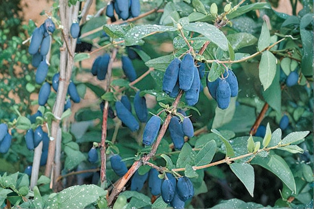 Blue Forest Honeyberry Plant 1 Gallon Potted Berry Shrub Lonicera caerulea Compact Edible Landscape