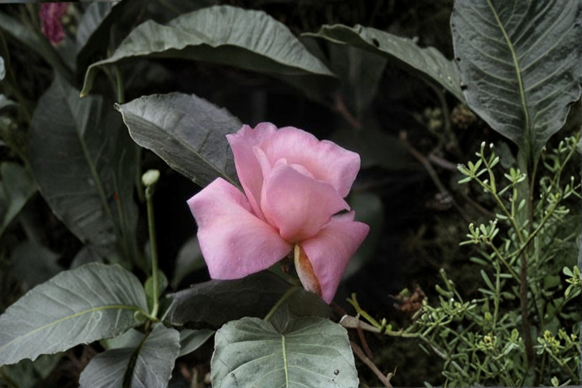 Cold Hardy Camellia 3 Gallon 'Ashton's Pride' Pink Evergreen Flowering Shrub Camellia × 'Ashton's Pride'