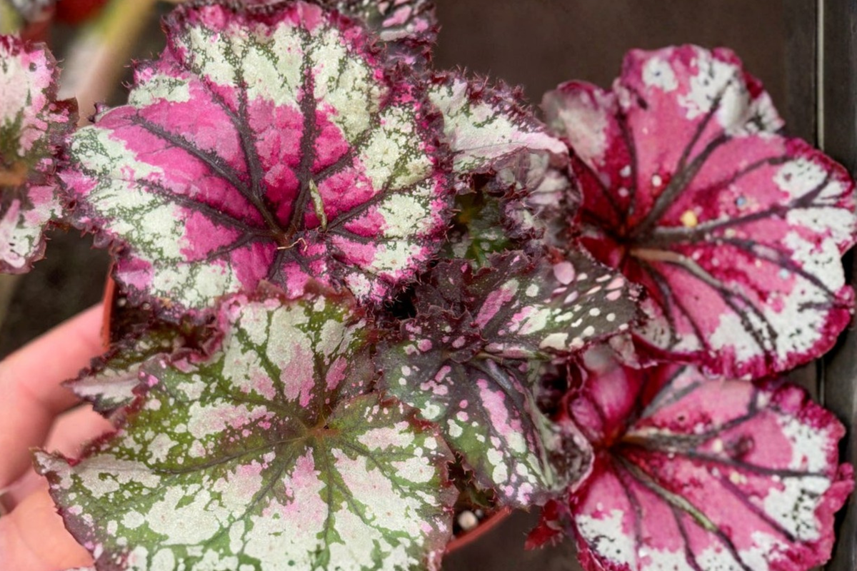 Begonia Prismatic Blush Live Plant 4 Inch Rare Rex Begonia Indoor Houseplant Begonia rex-cultorum with Colorful Foliage