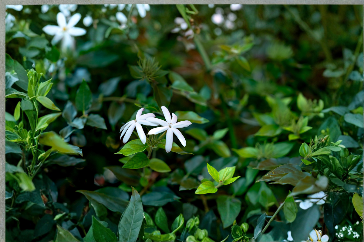 Night Blooming Jasmine Live Plant - Rooted Starter - Raat Ki Rani - Cestrum nocturnum - Fragrant Flowering Shrub for Gardens