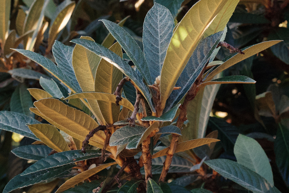 Organic Loquat Seedling Tree - 7+ Inches - Eriobotrya japonica - Live Edible Fruit Plant for Home Orchard, Container Growing