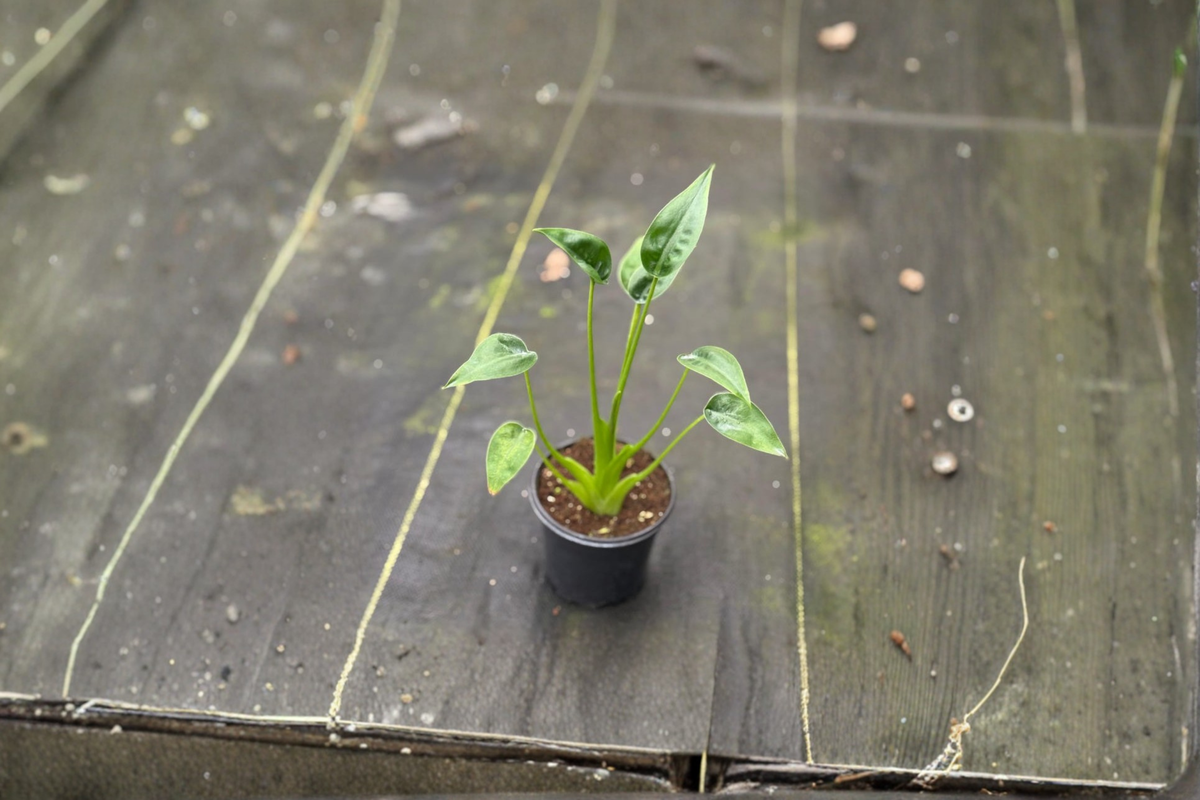 Alocasia Tiny Dancer Live Plant 4 Inch Tropical Houseplant Indoor Elephant Ear - Alocasia ‘Tiny Dancer’ Starter Plant Gift
