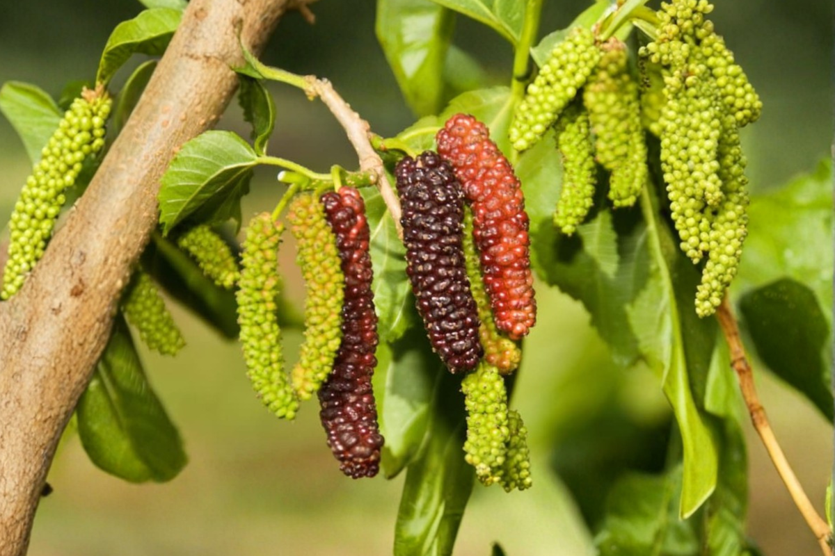 Pakistan Mulberry Tree Live Plant 1 Gallon Potted Morus macroura Edible Fruit Tree for Garden and Orchard