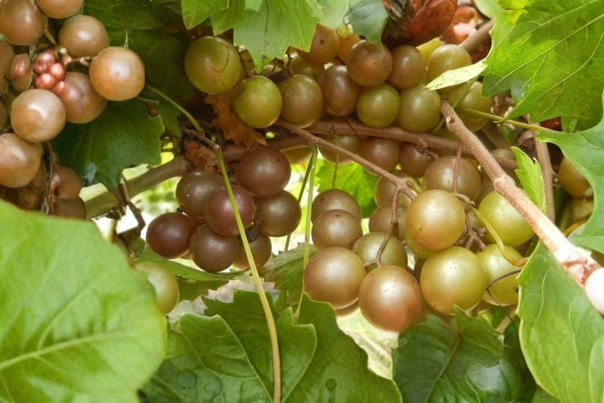 Bronze Chowan Muscadine Grape Vine Live Plant 2 Gallon - Sweet Fruit Vine for Garden, Vineyard, Outdoor Climbing Plant