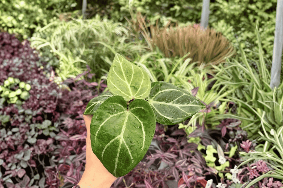 Anthurium Hybrid Plants - 4-Inch Pots - Anthurium Hoffmanii x Red HU - Live Tropical Perennials (Set of 2)