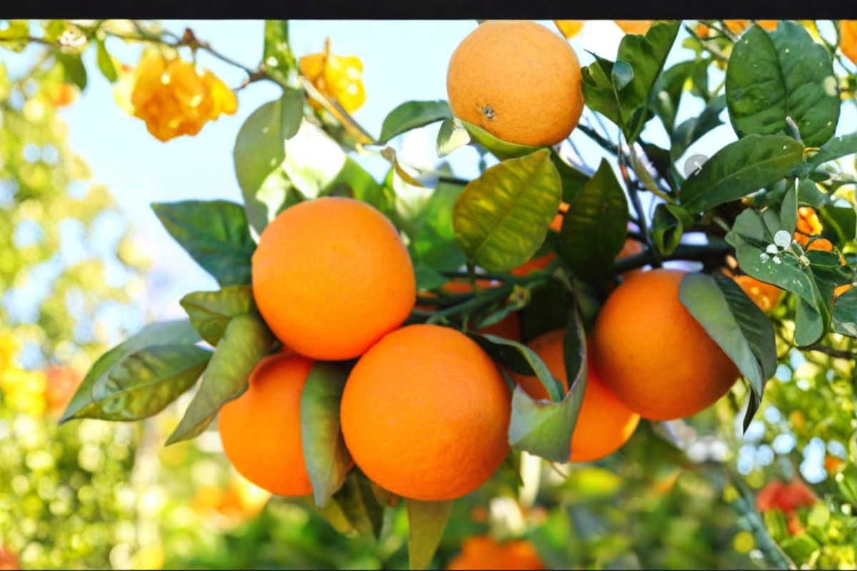 Calamansi Calamondin Orange Seeds - 10 Fresh Seeds for Indoor Outdoor Gardening - Citrus × microcarpa - Compact Fruit Tree