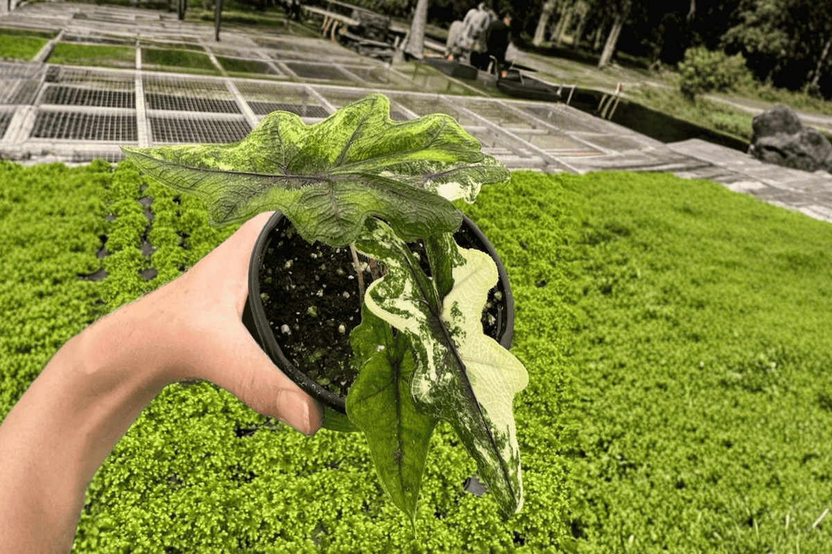 2 Alocasia 'Jacklyn Aurea' Tissue Culture Plants - Rare Variegated Tropical Houseplant - Alocasia 'Jacklyn Aurea'