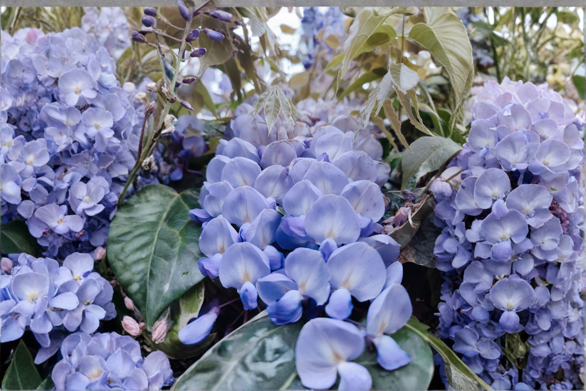 Blue Moon Wisteria Live Plant 6–14 Inches - Hardy Climbing Vine with Lavender-Blue Flowers (Wisteria macrostachya 'Blue Moon')