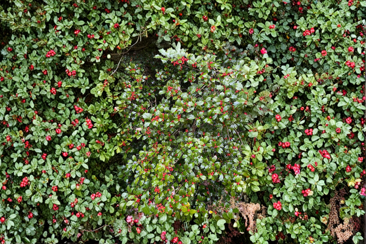 American Holly Live Plant Quart Pot 'Mrs. Santa' Ilex opaca Evergreen Shrub Red Berries Cold Hardy Landscape Plant