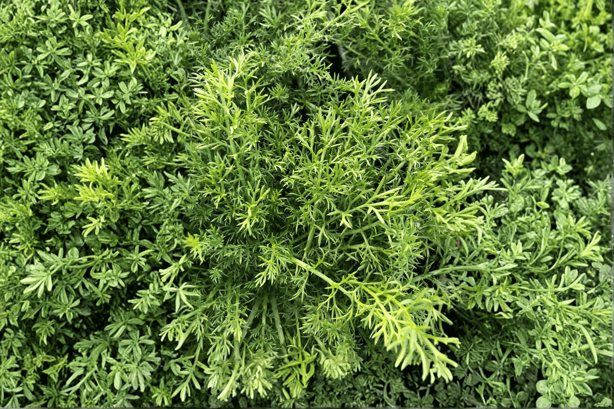 Non-Flowering Chamomile Plant - 4-Inch Pot - Chamaemelum nobile ‘Treneague’ - Herbaceous Perennial Groundcover