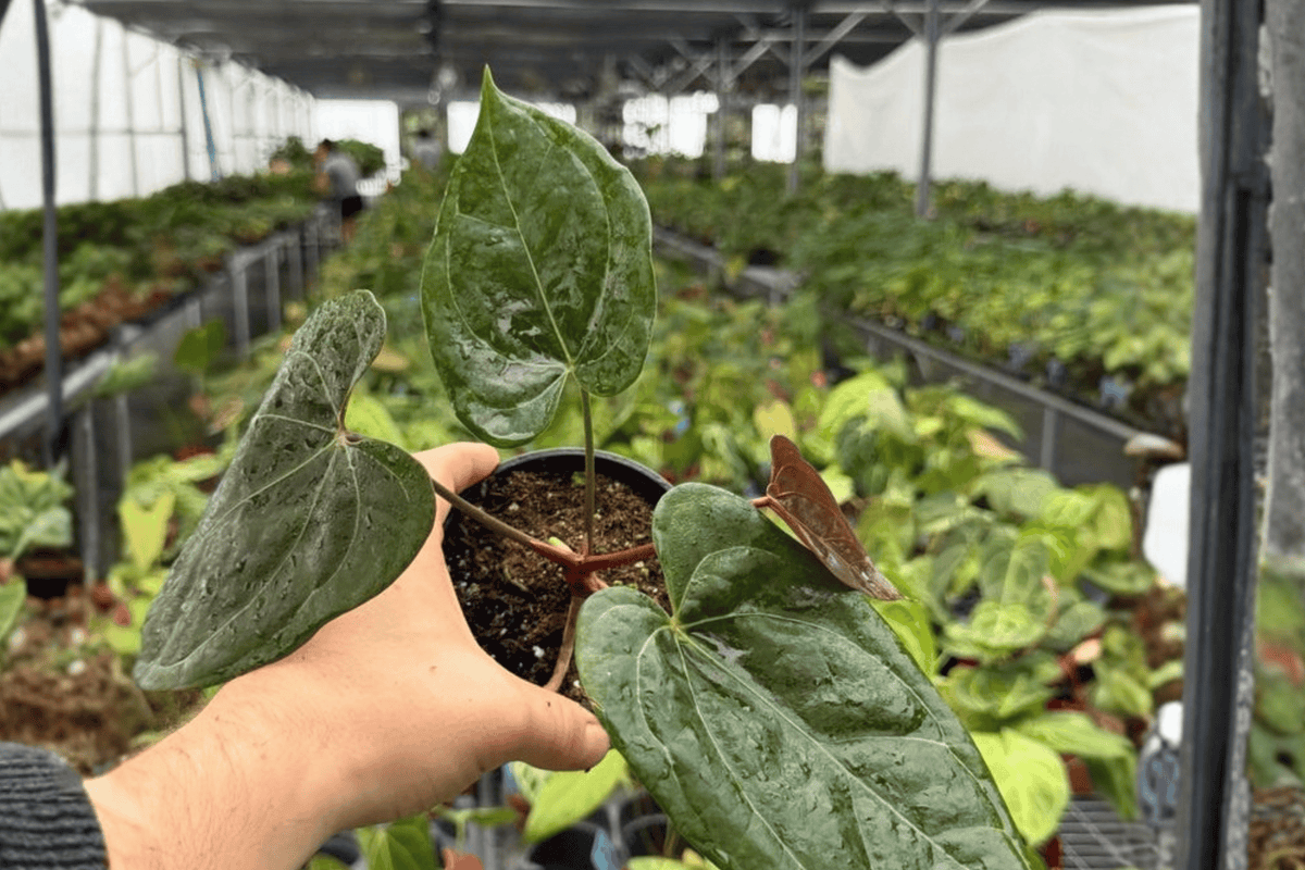 Anthurium Black Sweet × Dresslerii Live Plants - 4" Size - 2 Exact Tropical Hybrid Plants (Anthurium Hybrid)