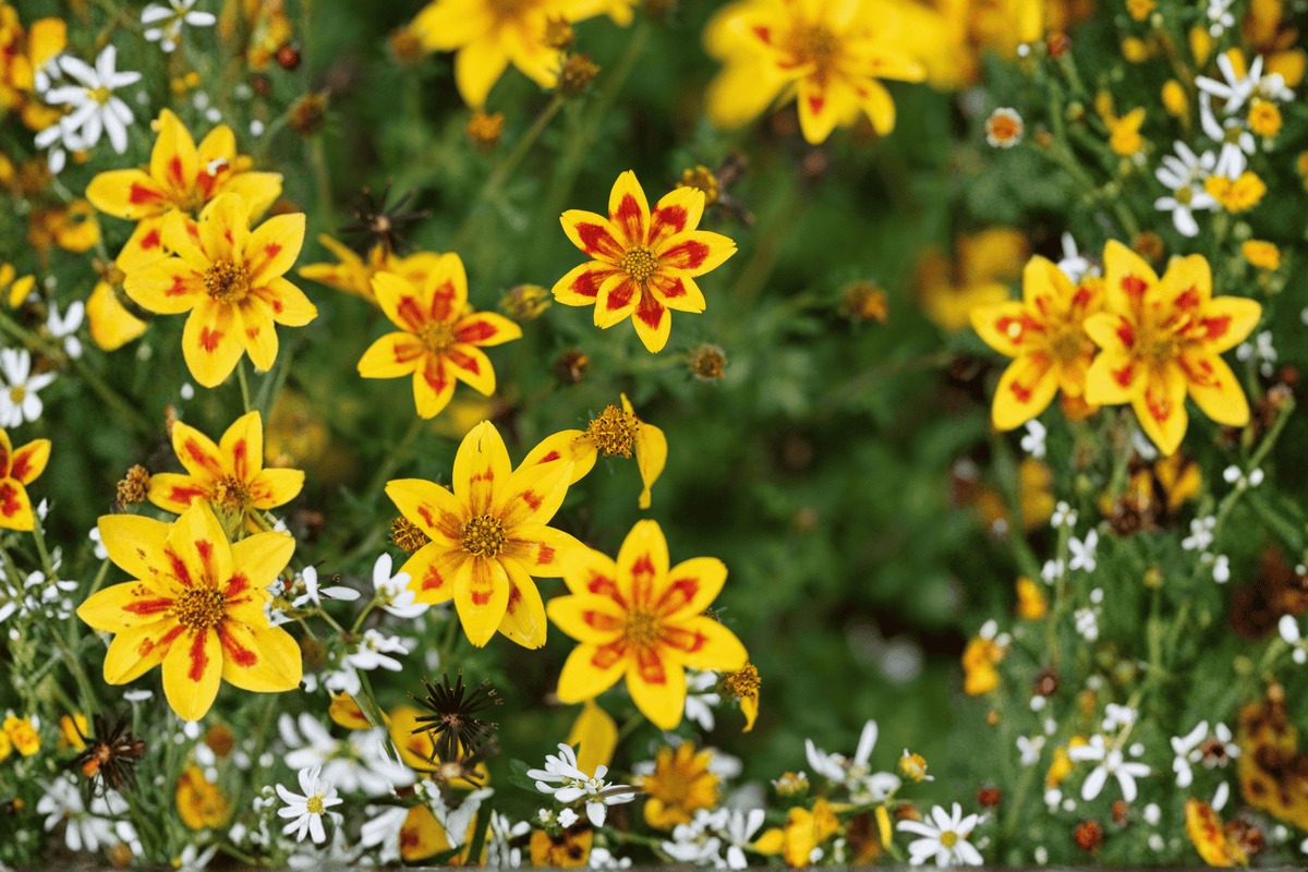 Blazing Star Beggarticks Plant - 4-Inch Pot - Yellow Flowers with Red Center - Bidens ferulifolia 'Blazing Star'